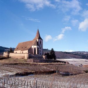 Les Vignes - the vines - die Reben