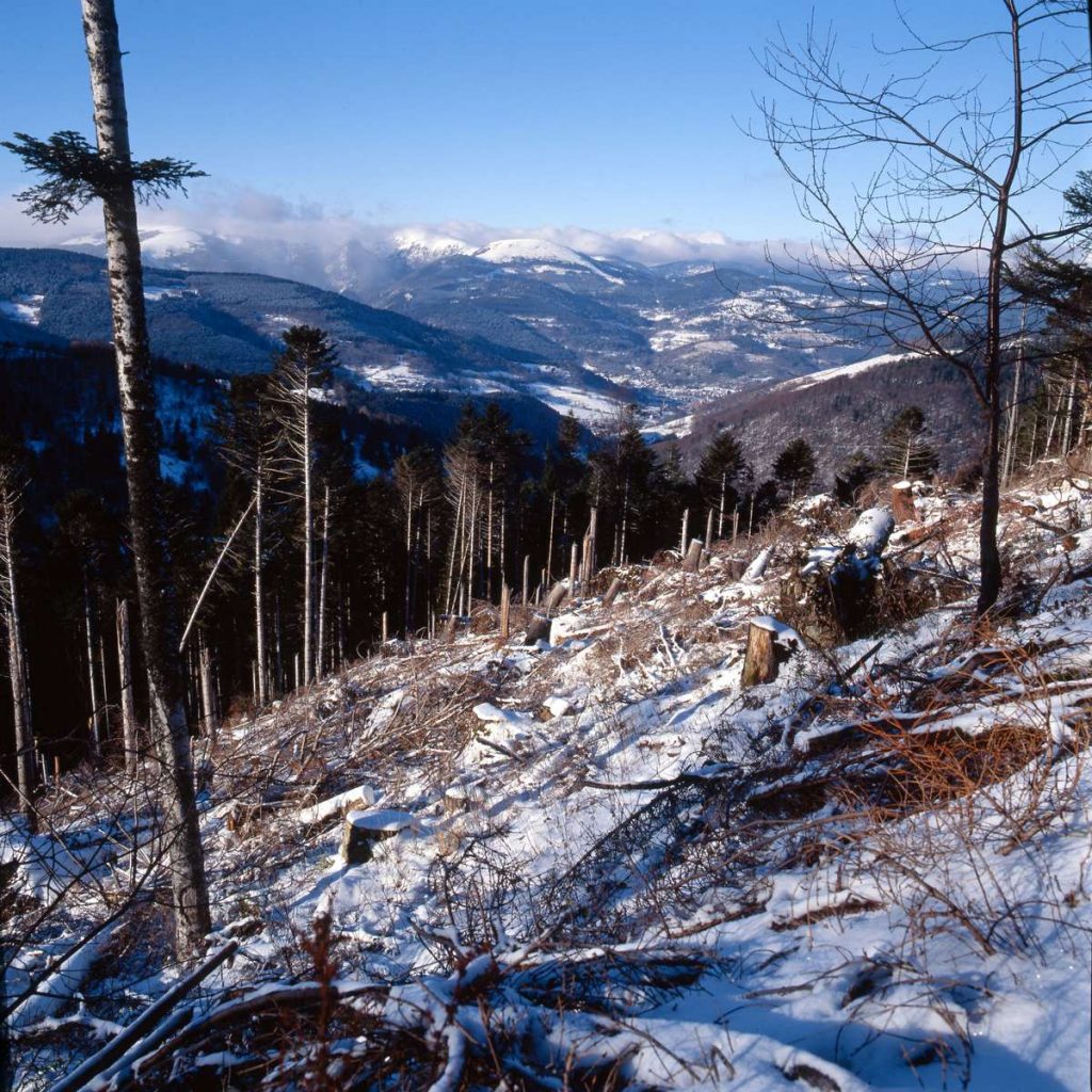 Les dégâts de la tempête de 1999