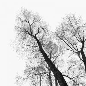 Arbre en contre-jour