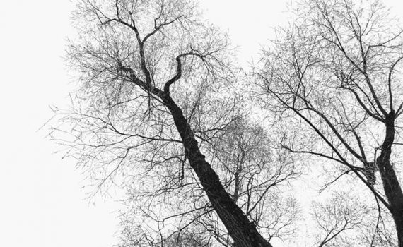 Arbre en contre-jour