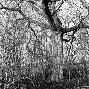 Photo d'arbre au ras du sol