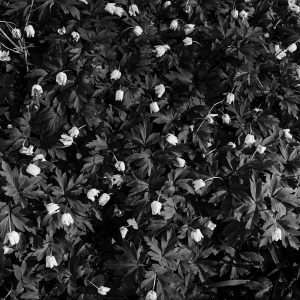 C'est déjà le printemps