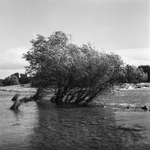 Un arbre avec les pieds dans l'eau