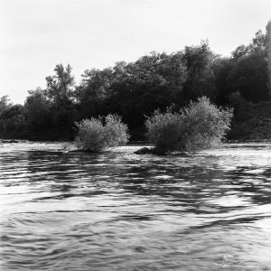 Les deux arbres bans le vieux Rhin
