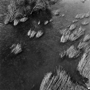 Des herbes hachées par une crue d'été