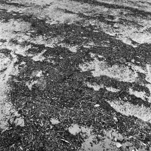 Les ondulations sur la plage aux cygnes