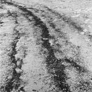 Les courbes sur la plage aux cygnes
