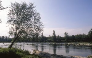 Au Bord du Rhin-Alsace-Mathieu