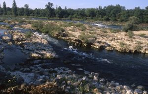Au Bord du Rhin-Alsace-Mathieu-Birckel