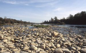 Au Bord du Rhin-Alsace-Mathieu-Birckel
