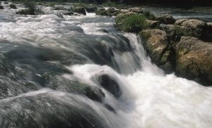 Au Bord du Rhin-Alsace-Mathieu-Birckel