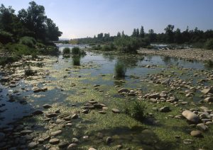 Au Bord du Rhin-Alsace-Mathieu-Birckel