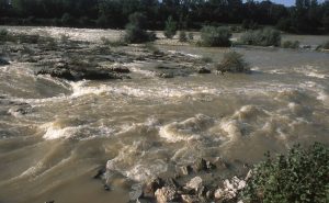 Au Bord du Rhin-Alsace-Mathieu-Birckel