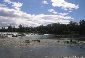 Au Bord du Rhin-Alsace-Mathieu-Birckel