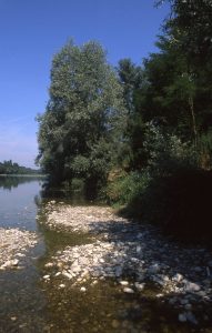 Au Bord du Rhin-Alsace-Mathieu-Birckel