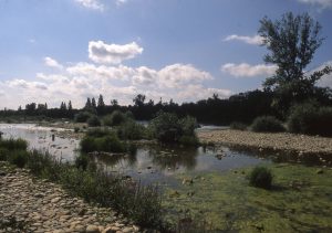 Au Bord du Rhin-Alsace-Mathieu-Birckel