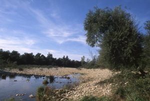 Au Bord du Rhin-Alsace-Mathieu-Birckel