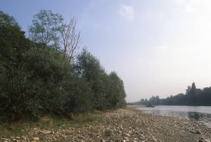 Au Bord du Rhin-Alsace-Mathieu-Birckel