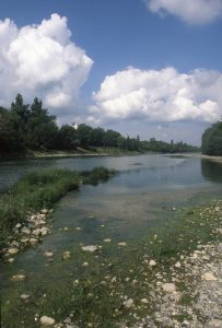 Au Bord du Rhin-Alsace-Mathieu-Birckel