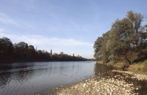 Au Bord du Rhin-Alsace-Mathieu-Birckel