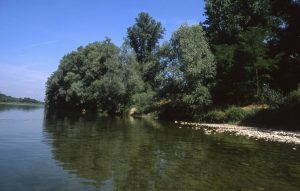 Au Bord du Rhin-Alsace-Mathieu-Birckel
