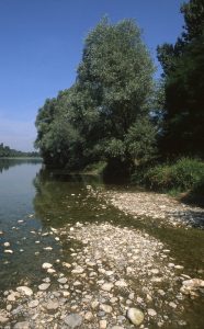 Au Bord du Rhin-Alsace-Mathieu-Birckel