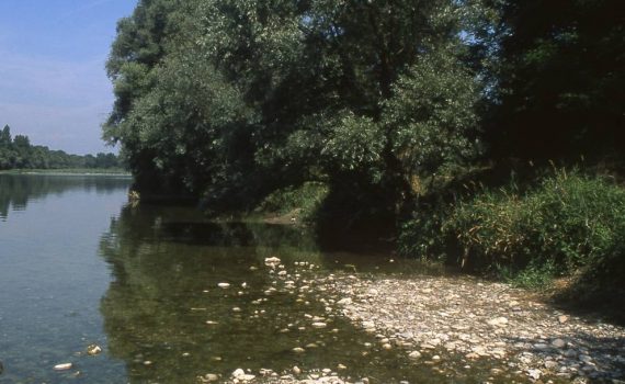 Au Bord du Rhin-Alsace-Mathieu-Birckel
