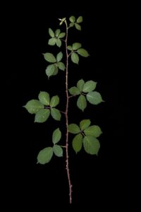 tableau de végétaux