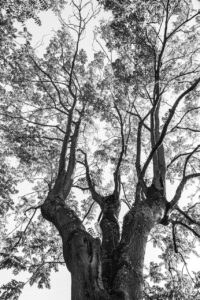 Les-saisons-des-arbres-1 photo Mathieu Birckel