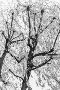 Les-saisons-des-arbres-3 photo Mathieu Birckel