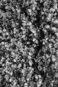 Les-saisons-des-arbres-5 photo Mathieu Birckel