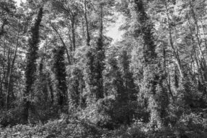 Les-saisons-des-arbres-6 photo Mathieu Birckel