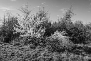 Les-saisons-des-arbres-7 photo Mathieu Birckel