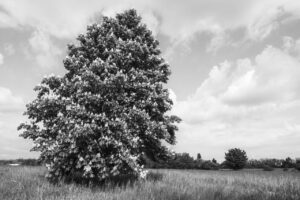 Les-saisons-des-arbres-8 photo Mathieu Birckel