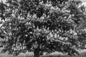 Les-saisons-des-arbres-9 photo Mathieu Birckel