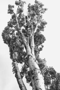 Les-saisons-des-arbres-10 photo Mathieu Birckel