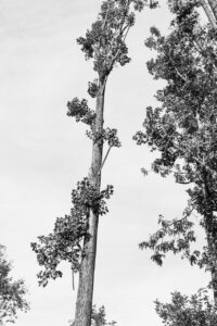 Les-saisons-des-arbres-123 photo Mathieu Birckel