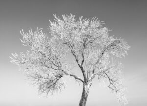 Les-saisons-des-arbres-13 photo Mathieu Birckel