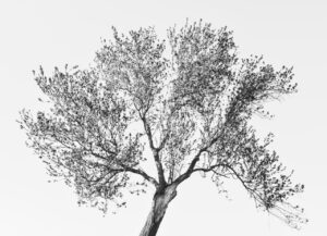 Les-saisons-des-arbres-14 photo Mathieu Birckel