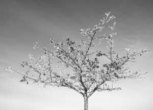 Les-saisons-des-arbres-15 photo Mathieu Birckel