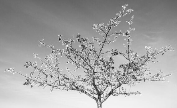 Les-saisons-des-arbres-15 photo Mathieu Birckel