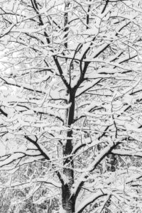 Les-saisons-des-arbres-1 photo Mathieu Birckel. Un arbre en hiver