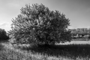 25-Mathieu-Birckel-les-saisons-des-arbres-DSC_4055-1