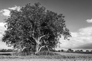 26-Mathieu-Birckel-les-saisons-des-arbres-DSC0672-1