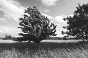 27-Mathieu-Birckel-les-saisons-des-arbres-DSC2085-1