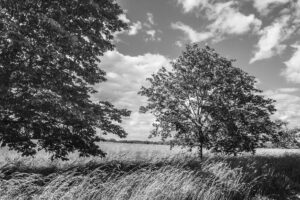 28-Mathieu-Birckel-les-saisons-des-arbres-DSC4817-1